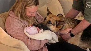 Thumbnail: Adorable Dogs Stop At Nothing To Be Around Babies For The First Time! 🤣