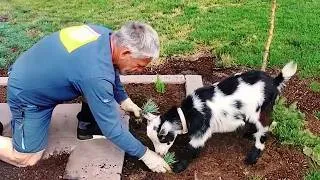 Thumbnail: These Animals Really Thought They Were Helping… 🤣 FUNNIEST Animals Video