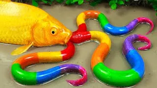 Thumbnail: Stop Motion ASMR | The Great Battle Between Koi Fish Hunting Rainbow Eels | Primitive Experiment