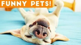 Thumbnail: Funny ANIMALS Doing Things! | Funny Vines October 2018