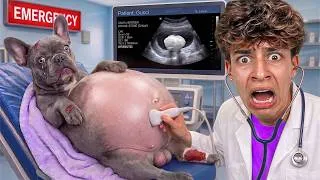 Thumbnail: FERRAN & GUCCI EMERGENCY! 🚨 BELLY WON'T STOP GROWING! (The Royalty Family Quiz 2026)
