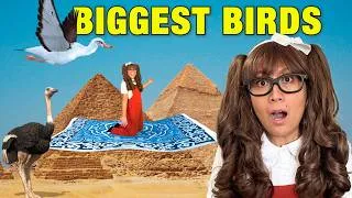 Thumbnail: The Biggest Birds in the World! 🦅 Magic Carpet Adventure with Soso