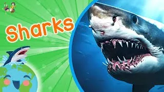 Thumbnail: Sharks - Animals for Kids (Educational Video for Kids)
