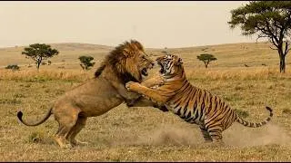 Thumbnail: What If a Tiger Had to Survive the Savanna?The Deadly Battle Between a Tiger and a Lion|Animal Fight