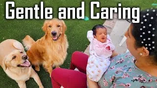 Thumbnail: Dogs Meeting our Newborn Baby First Time | Baby's Big Brothers