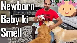 Thumbnail: Dogs Reaction to our Newborn Baby Smell | They can't wait to Meet our Baby @ouramericandream1183