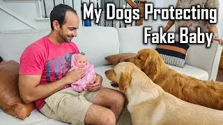 Thumbnail: Dog Protecting Baby 👶 Fake Baby Prank on my Dogs @ouramericandream1183