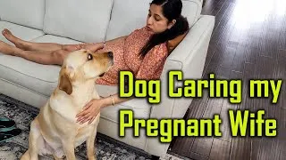 Thumbnail: My Dog Caring for my Pregnant Wife | Dog Helps Pregnant Mom @ouramericandream1183