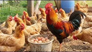 Thumbnail: Organic Chicks & Pigs: Farm to Table Secrets!