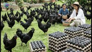 Thumbnail: Top 10 exotic chicken breeds that bring in millions of dollars for farmers.