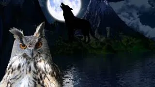 Thumbnail: wolves howling sound, wolf sound, owl singing, owl sound in the night forest, owl calls, owl hoot