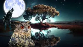 Thumbnail: coyote howling sound, coyote sound effects, owl sound, owl hoot, crickets night sound effect