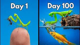 Thumbnail: I Taught My Praying Mantis to Fish (yes, really)