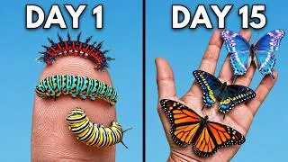 Thumbnail: I Raised Wild Caterpillars Into Butterflies