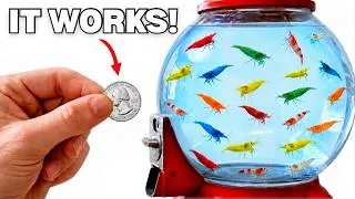 Thumbnail: I Built a Gumball Machine Aquarium (seriously)
