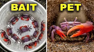 Thumbnail: I Turned My Dad's Fishing Bait Into Pets (they fought)