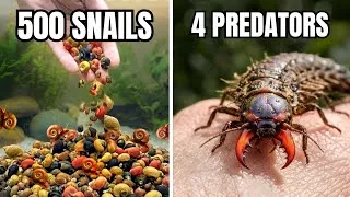 Thumbnail: 500 Snails vs 4 Predators (I Regret This)
