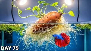Thumbnail: I Put a Sweet Potato in My Aquarium for 75 Days (NO FILTER)