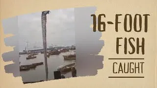 Thumbnail: 16-Foot long Fish Caught l Connection with Earthquakes ?😮