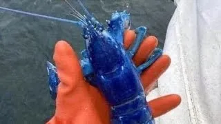 Thumbnail: Blue Lobster l One in two Million l Sea creatures