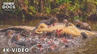 Thumbnail: WILD COLOMBIA | Hidden Predators in the Wildest Jungle | Nature Animal Documentary