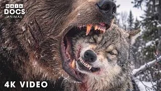 Thumbnail: WILD CANADA | The Kingdom of the Fiercest Predators | Nature Animal Documentary