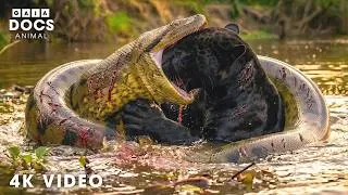 Thumbnail: WILD PANTANAL | The Predator Struggle for Survival | Nature Animal Documentary