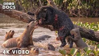 Thumbnail: WILD AMAZON | When the Predator Becomes the Prey | Nature Animal Documentary