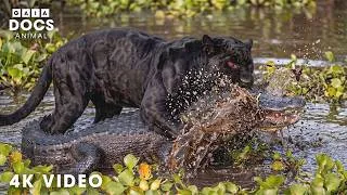 Thumbnail: WILD CONGO | Most Dangerous Predators and Deadliest Hunts | Nature Animal Documentary