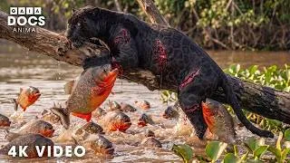 Thumbnail: WILD COLOMBIA | South America's Most Dangerous Predators | Nature Animal Documentary