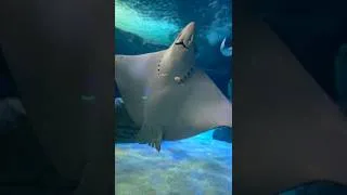 Thumbnail: Finally made it to #ripleysaquarium in #TorontoCanada with my wife Senka and my eldest child