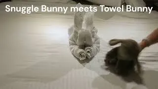 Thumbnail: Snuggle Bunny Trauma on the cruise and we weren't drinking, Edited