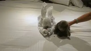 Thumbnail: Snuggle Bunny Trauma on the Cruise and we weren't drinking.