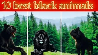 Thumbnail: "Exploring India's Mysterious Beauty | 10 Enigmatic Black Animals You Need to See!"