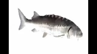 Thumbnail: Fish