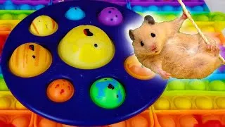 Thumbnail: A Very Funny Hamster Goes Through A Maze Of Pop It!