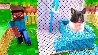Thumbnail: 🐹 Hamster Escapes from the Minecraft House 🏠 Hamster Maze in Real Life 🐹 Minecraft Labyrinth