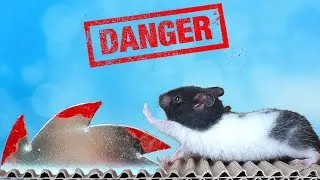 Thumbnail: A FUNNY HAMSTER NAMED GANGSTER IS TRYING TO ESCAPE FROM A DEADLY TRAP