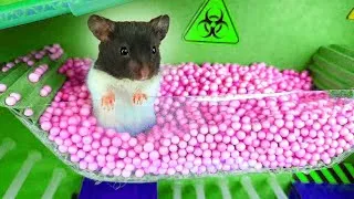 Thumbnail: TRY NOT TO LAUGH! VERY FUNNY VIDEO! THE HAMSTER IS TRYING TO ESCAPE