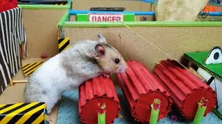 Thumbnail: ESCAPE TO FREEDOM CHALLENGE! FUNNY VIDEO OF A GANGSTER HAMSTER
