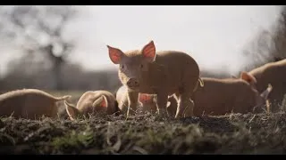 Thumbnail: WILDING Official Trailer | Garage Entertainment