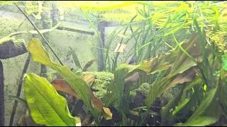 Thumbnail: New Aquatic Life Arrives, Amano Shrimp & Aquarium Shrimp Setup
