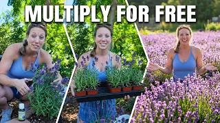 Thumbnail: Turn One Lavender Plant Into Many