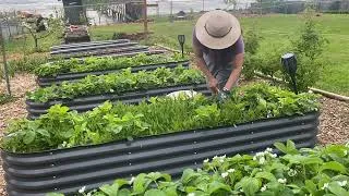 Thumbnail: Relaxing Strawberry Pruning in Raised Beds | Ocean View Garden ASMR 