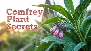 Thumbnail: This Plant Was Banned But Now Everyone Wants It