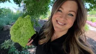 Thumbnail: Planting Three Varieties of Shade Perennials! 💚🌿💚 // Garden Answer