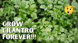 Thumbnail: How to Grow Cilantro So You Have It Forever