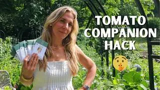 Thumbnail: Plant These 8 Tomato Companion Plants for 2x The Harvests!