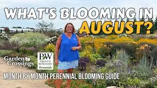 Thumbnail: Hardy Hibiscus Steal the Show | Garden Crossings Month by Month Guide – August