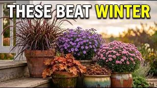 Thumbnail: 11 Perennials to Plant in Pots This SEPTEMBER - Skip These, and You'll Miss Fall's Best Blooms